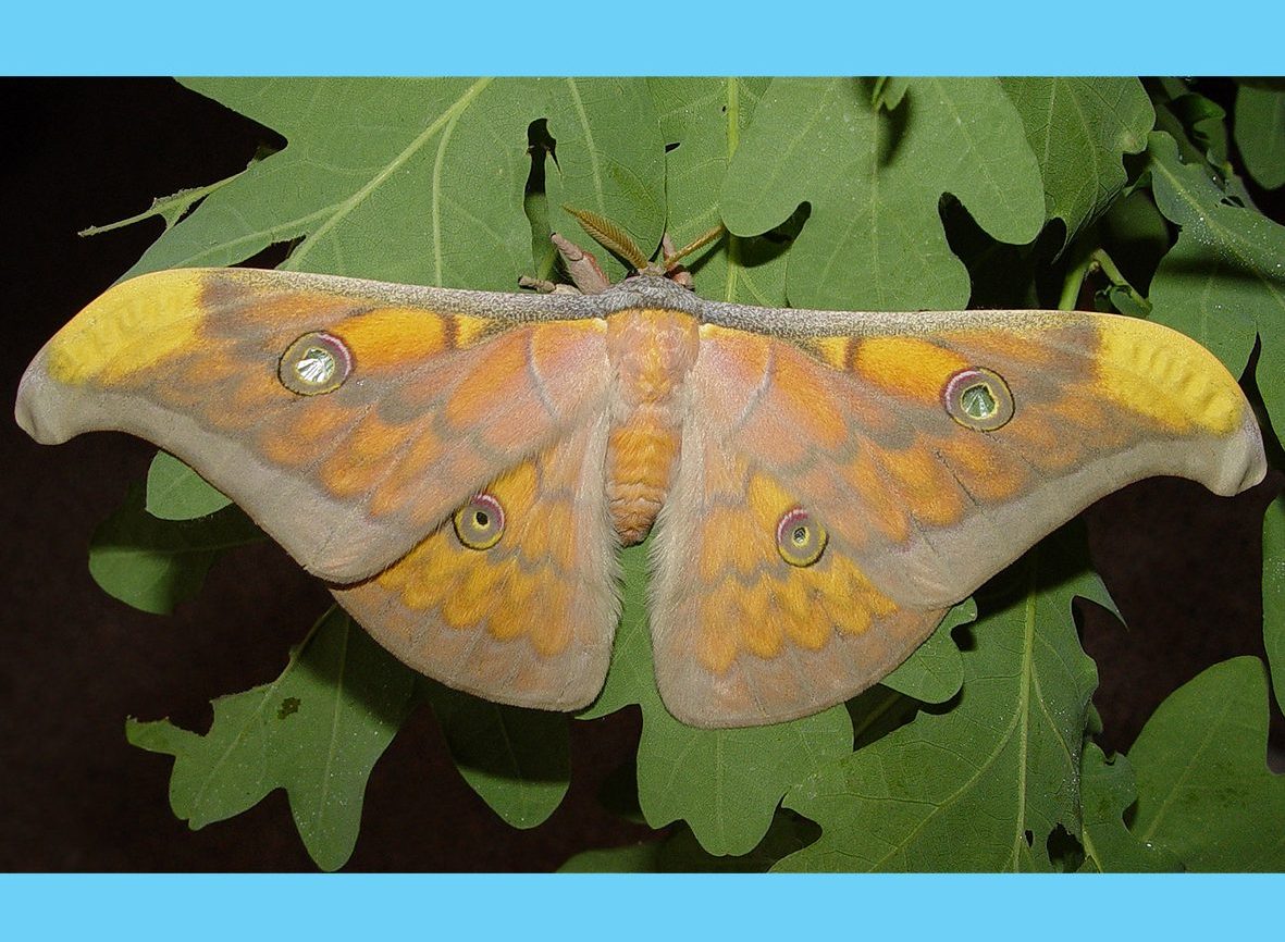 antheraea-frithi