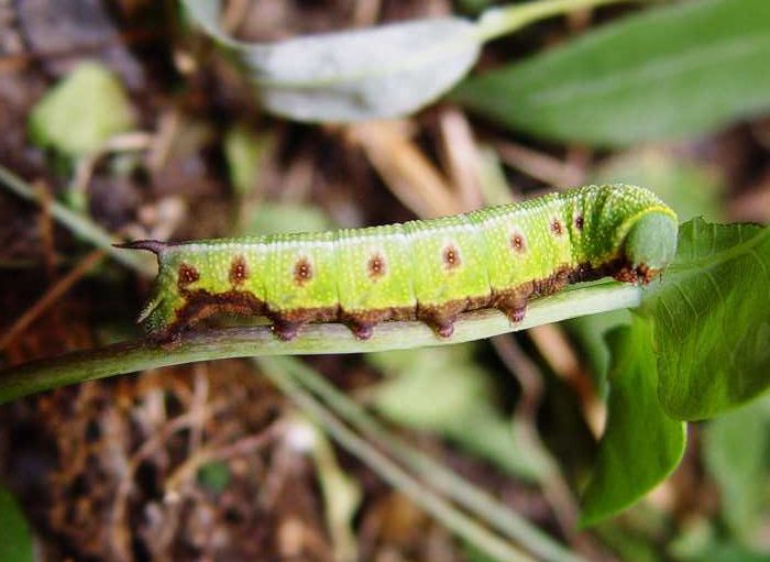 hemaris-fuciformis