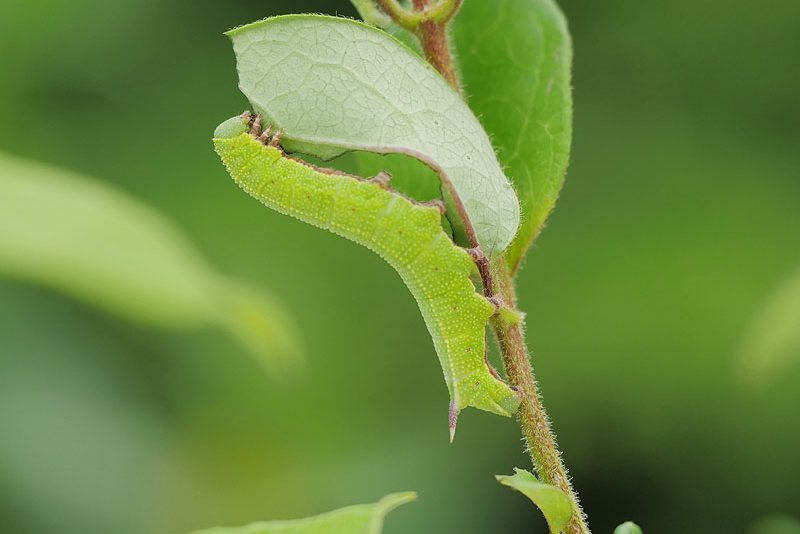 hemaris-fuciformis