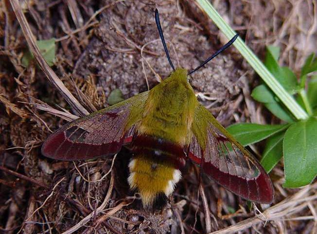 hemaris-fuciformis