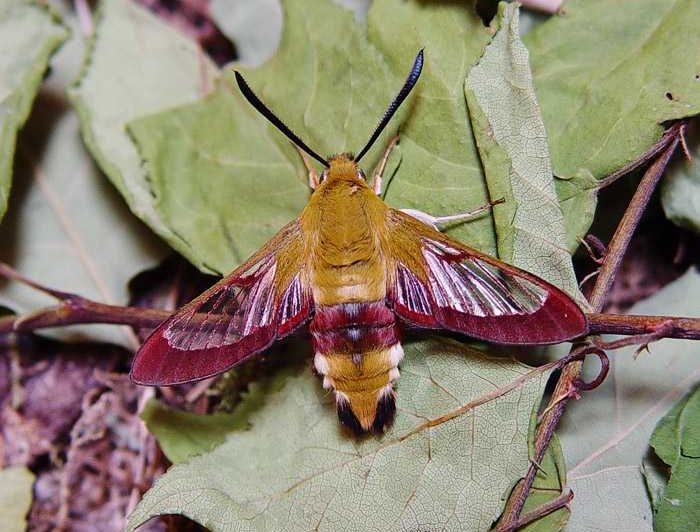 hemaris-fuciformis