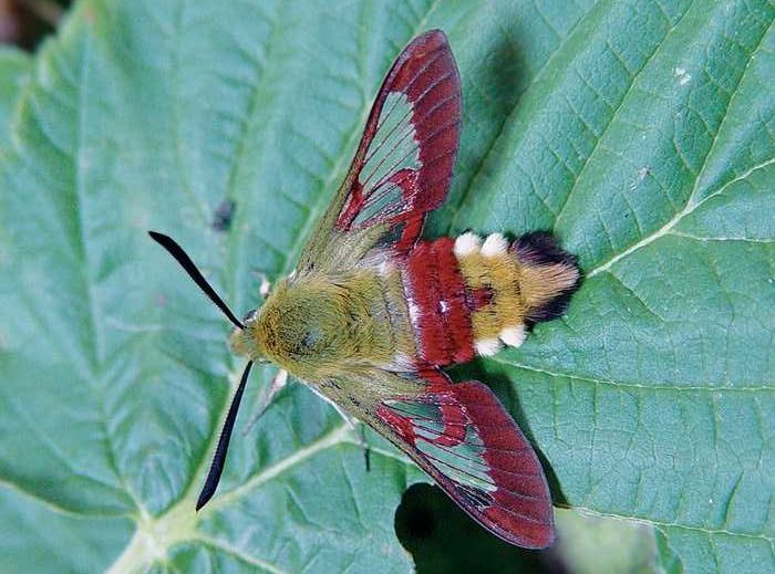 hemaris-fuciformis