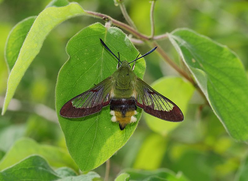 hemaris-fuciformis