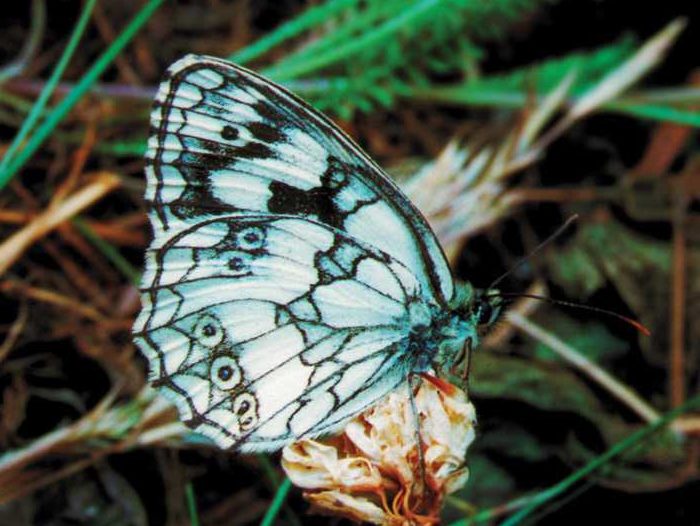 melanargia-galathea