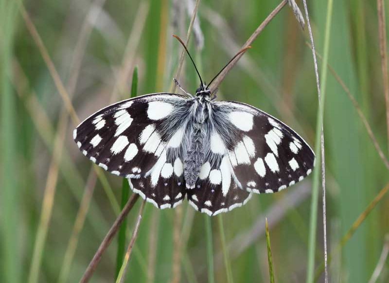 melanargia-galathea