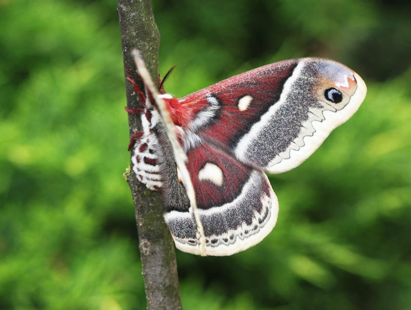 hyalophora-columbia