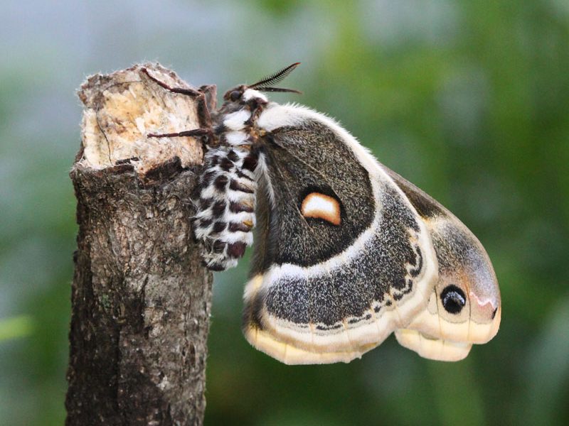 hyalophora-columbia