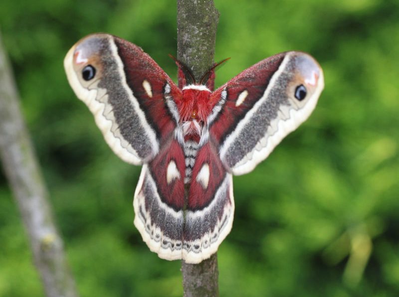 hyalophora-columbia