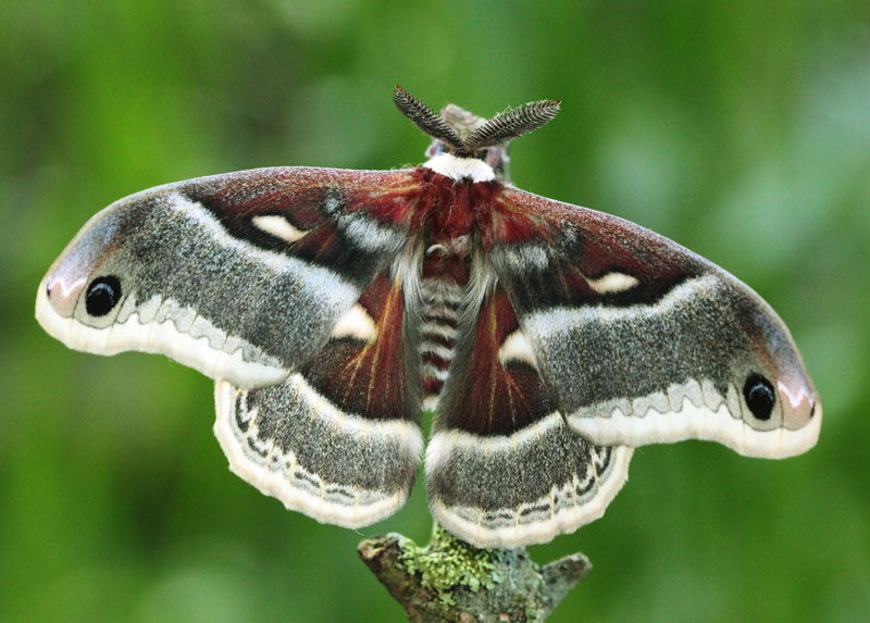 hyalophora-columbia