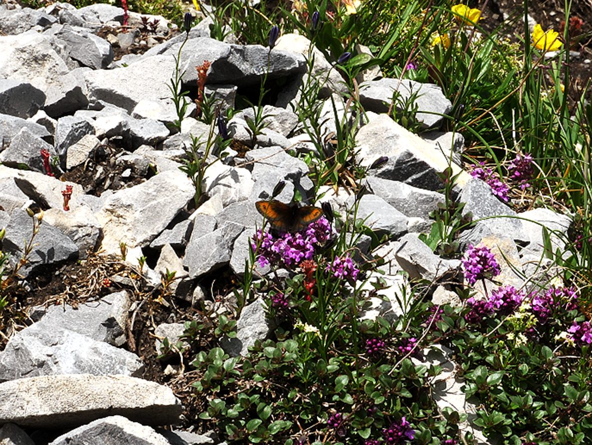 erebia-gorge