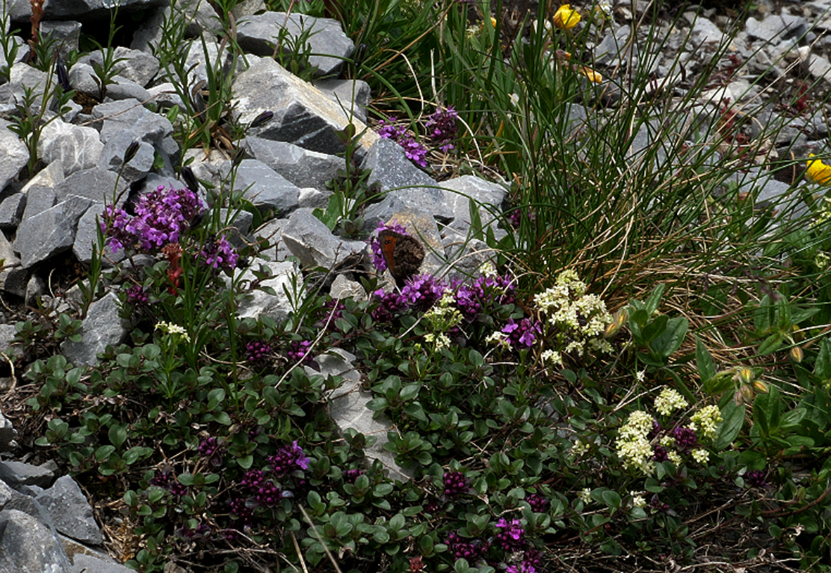 erebia-gorge