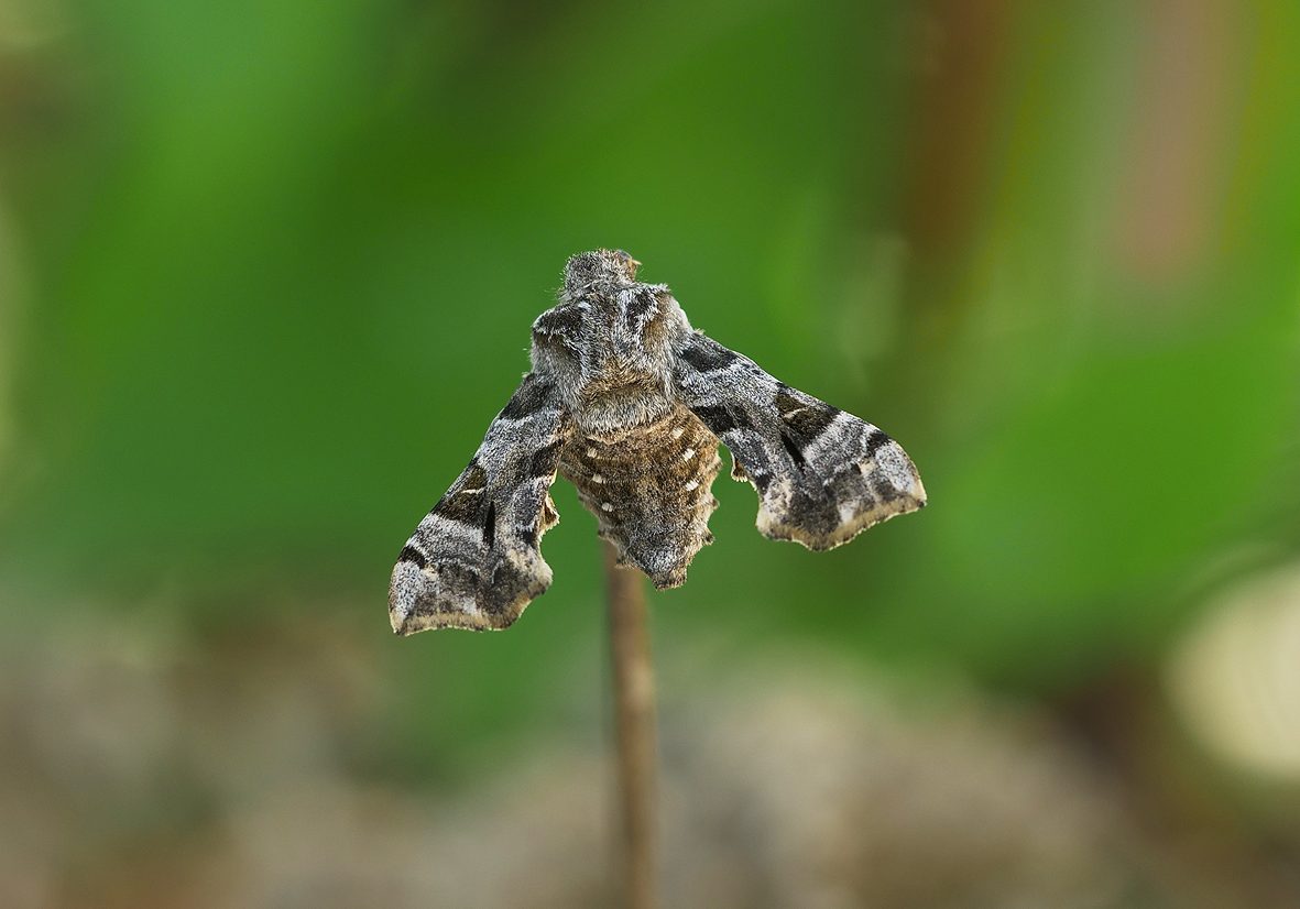 sphingonaepiopsis-gorgoniades