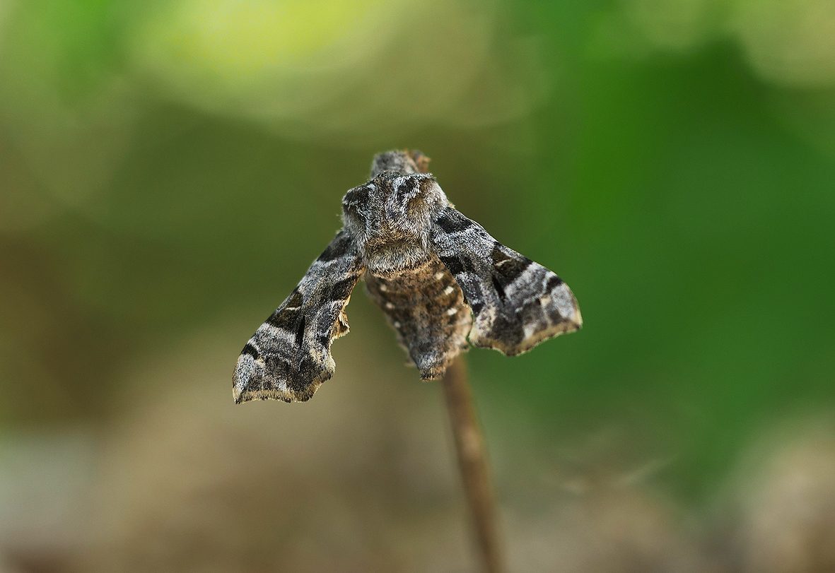 sphingonaepiopsis-gorgoniades