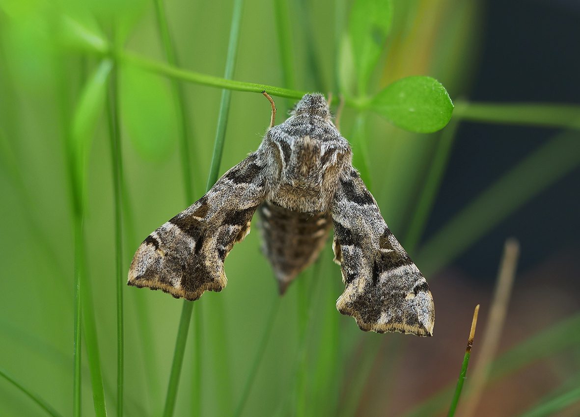 sphingonaepiopsis-gorgoniades