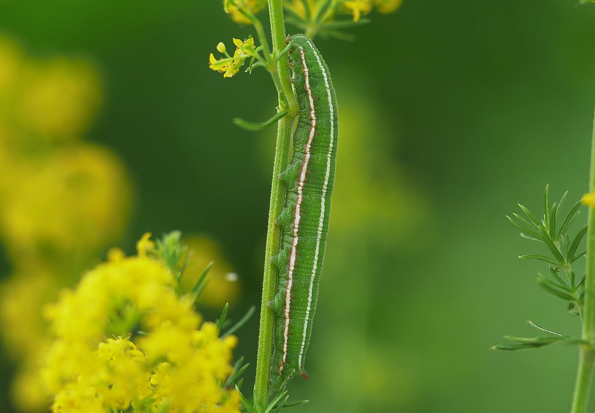 sphingonaepiopsis-gorgoniades