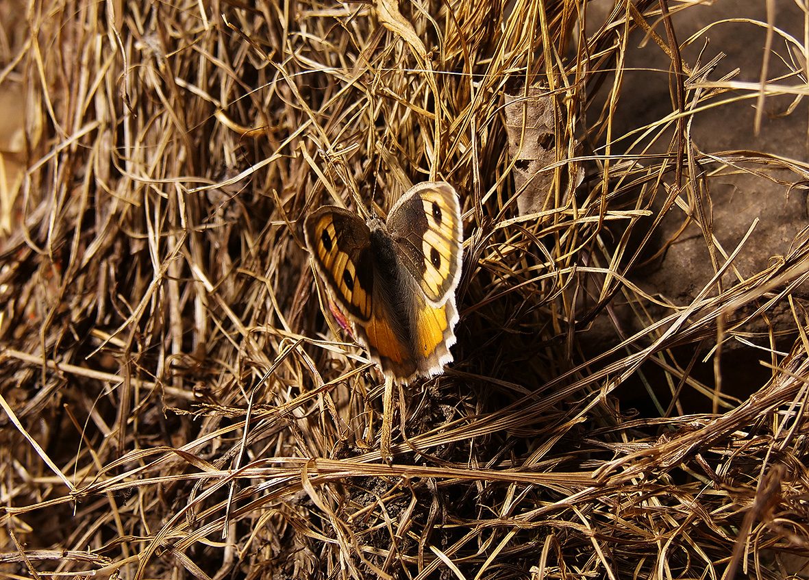 pseudochazara-graeca