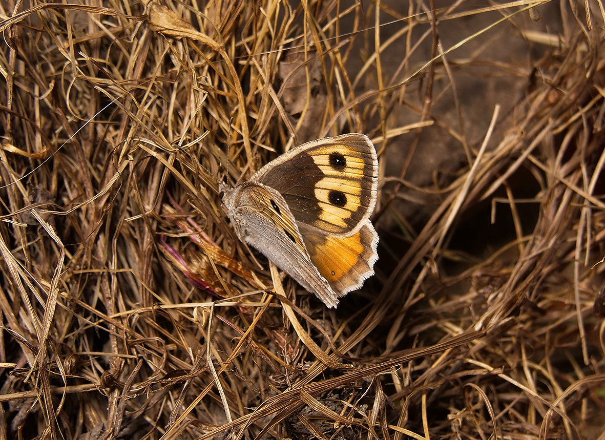 pseudochazara-graeca