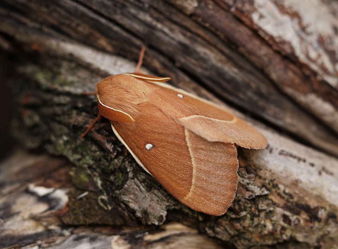 lasiocampa-grandis