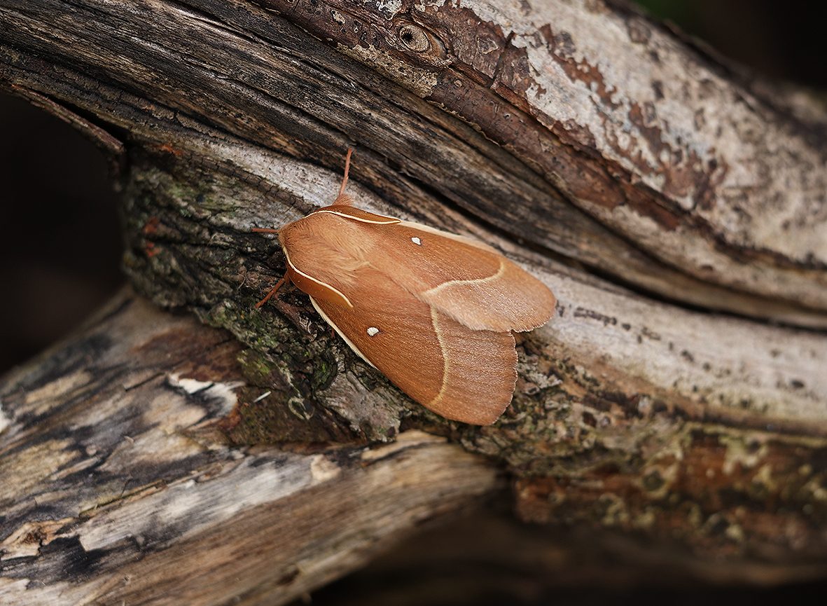 lasiocampa-grandis