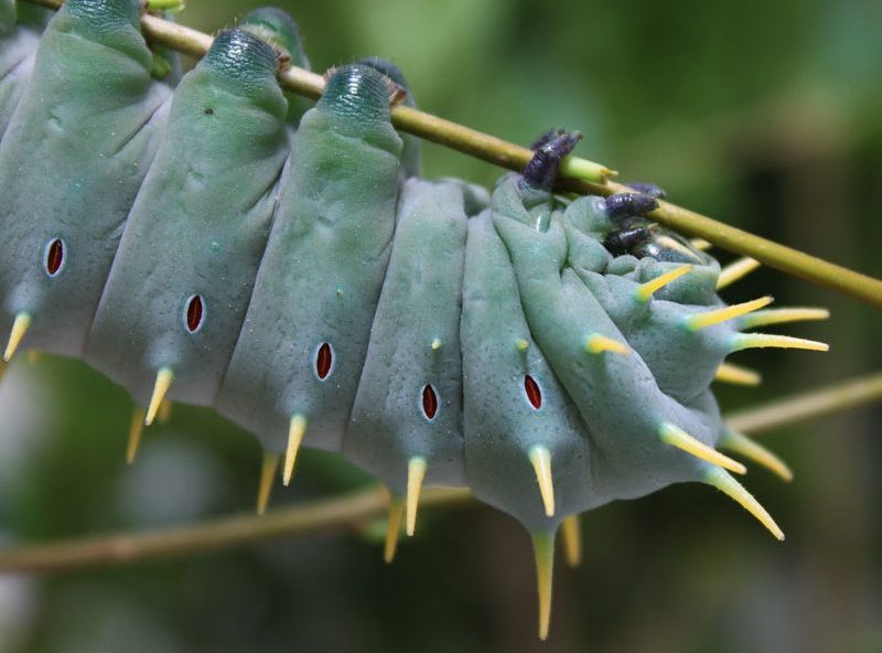 coscinocera-hercules