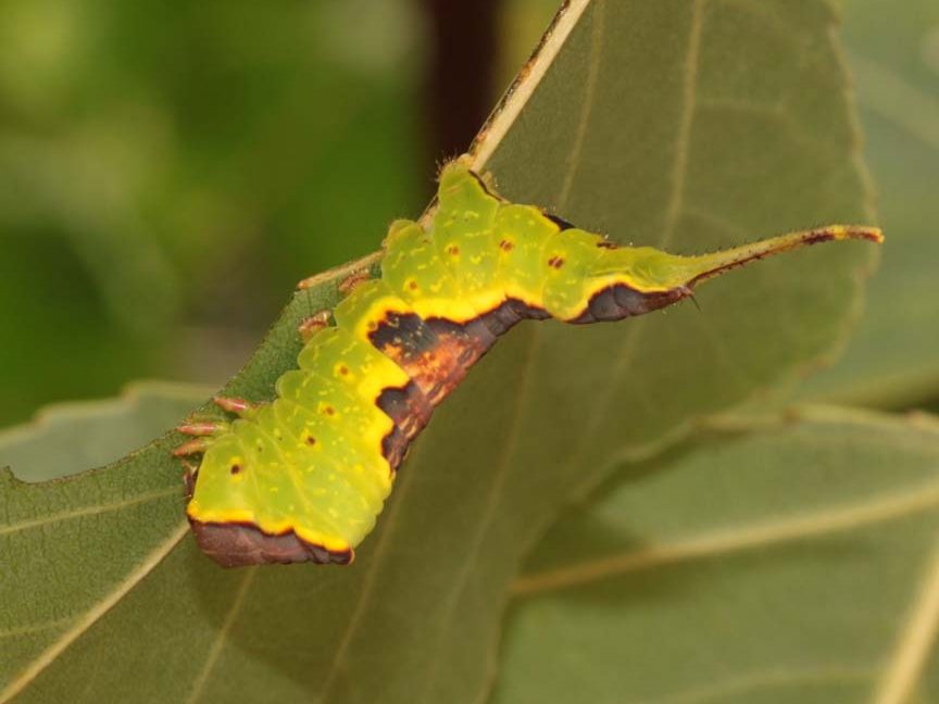 furcula-bifida