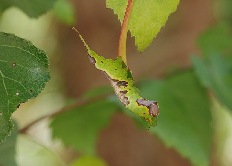 furcula-bifida