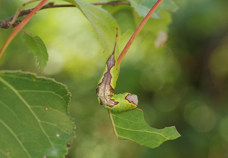 furcula-bifida