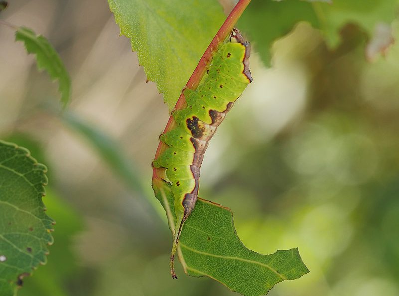 furcula-bifida