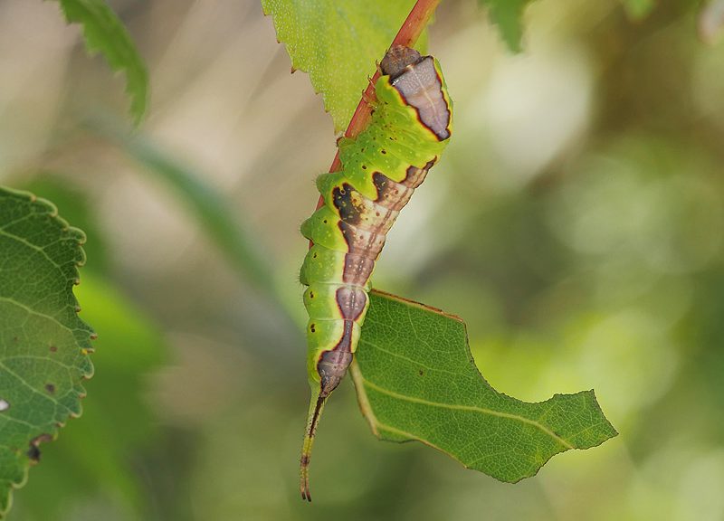 furcula-bifida