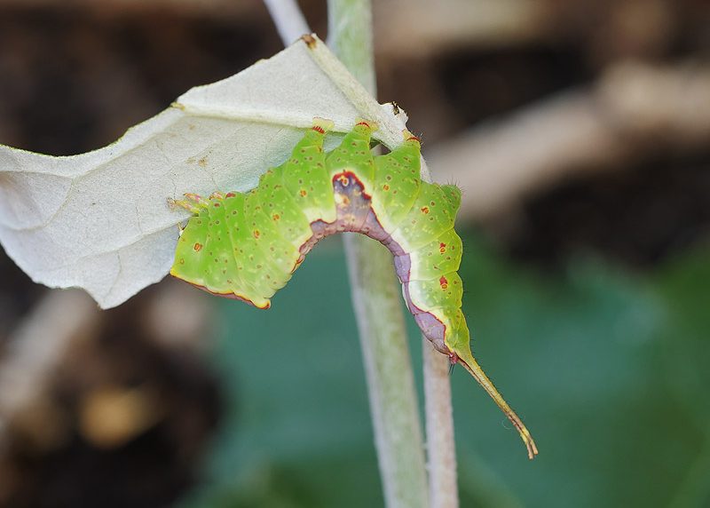 furcula-bifida