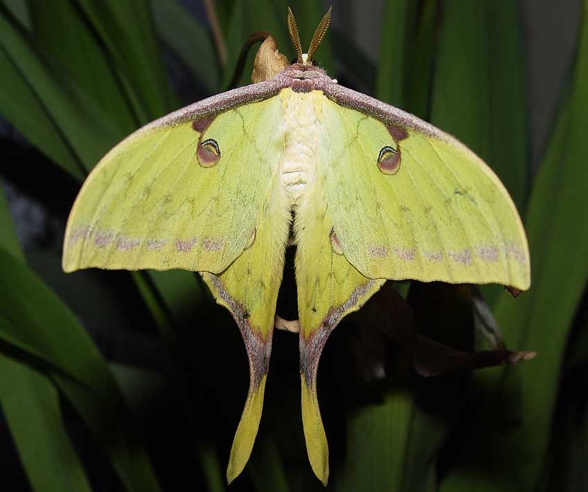 actias-sinensis