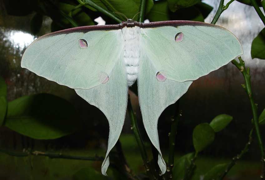 actias-sinensis