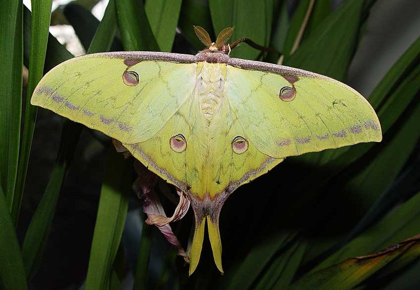 actias-sinensis