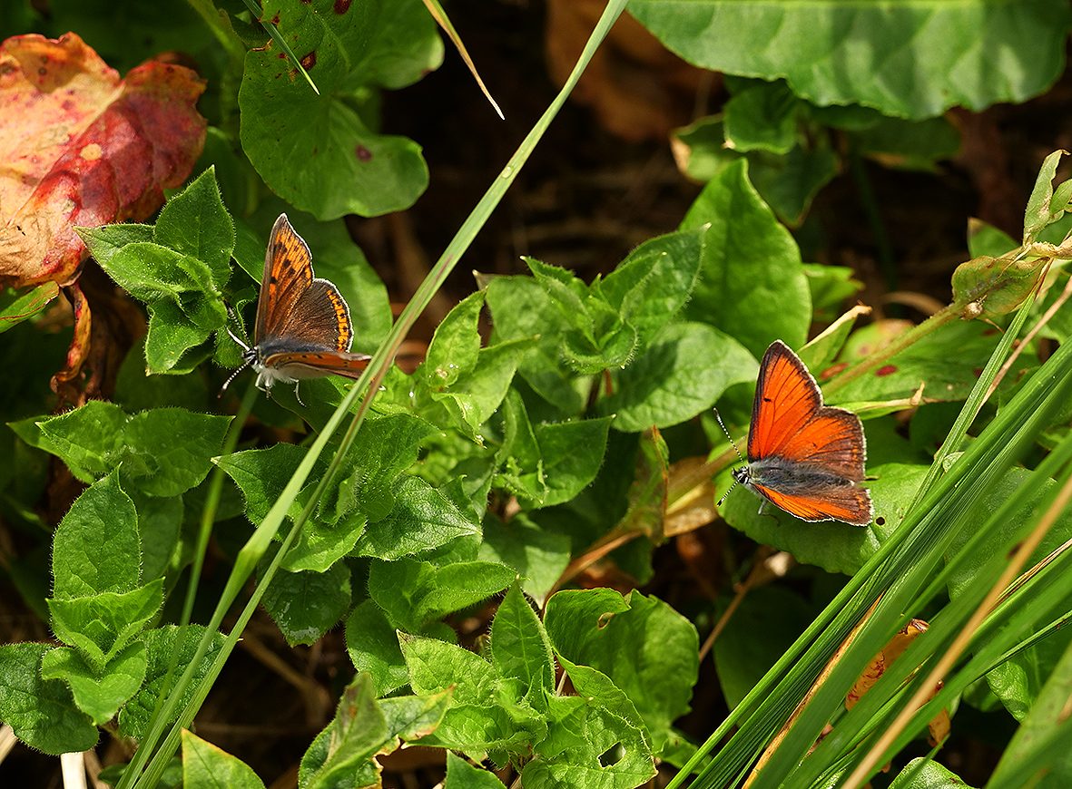 lycaena-hippothoe