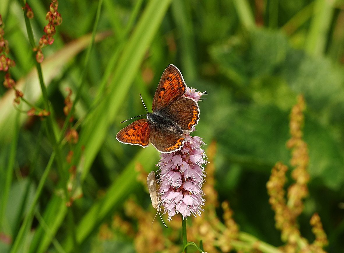 lycaena-hippothoe