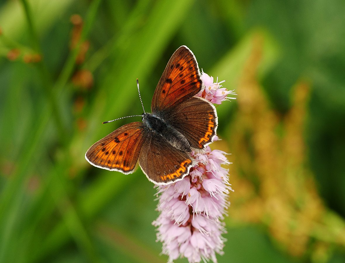 lycaena-hippothoe
