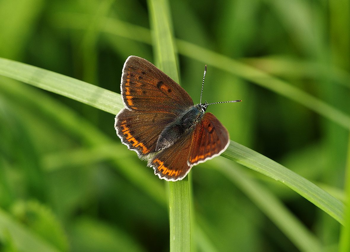 lycaena-hippothoe