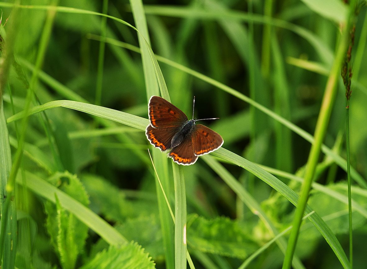 lycaena-hippothoe