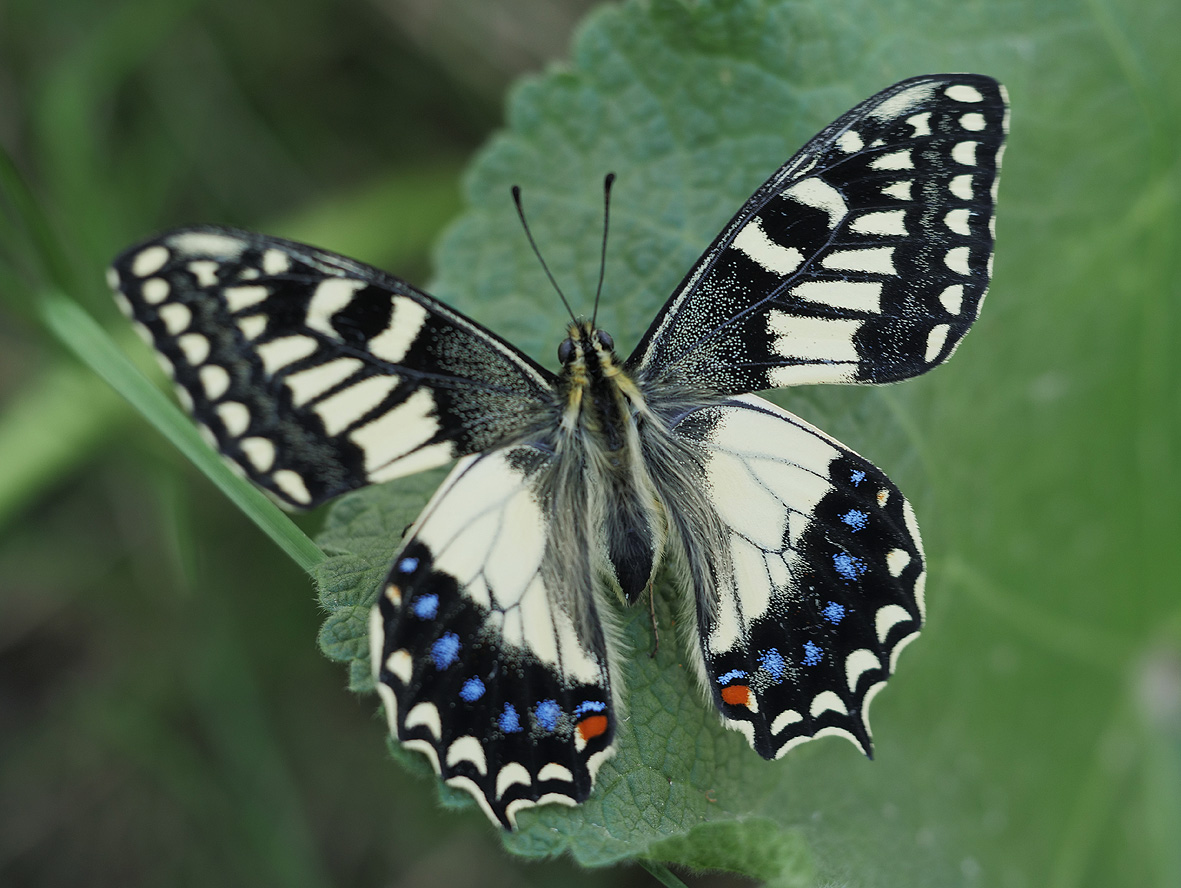 papilio-hospiton