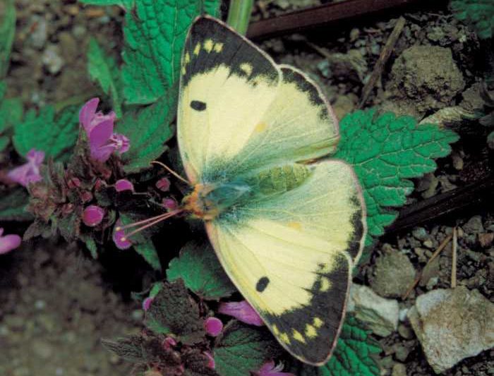 colias-hyale