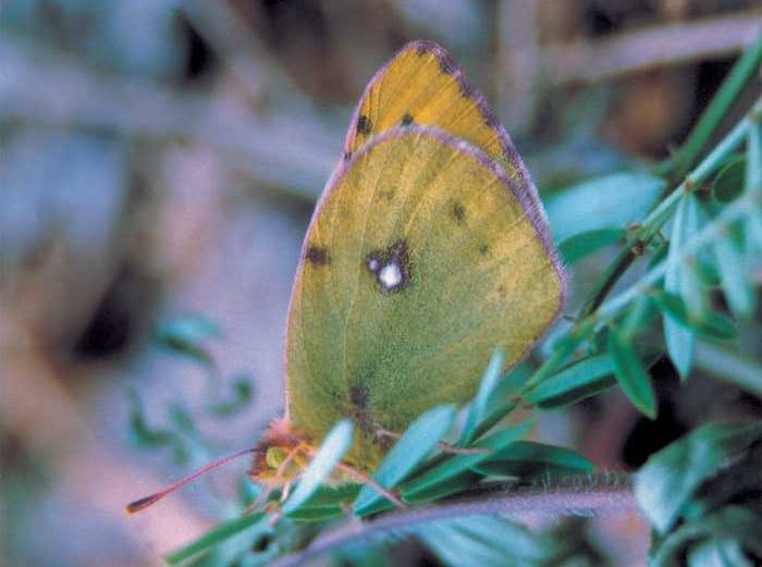 colias-hyale