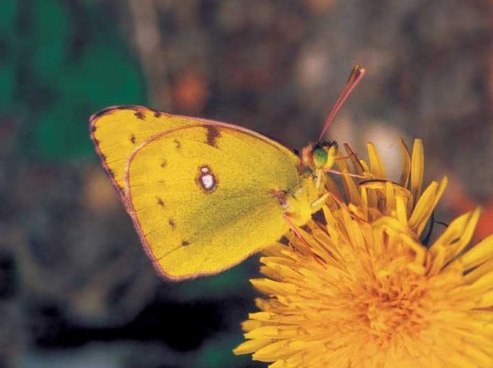 colias-hyale