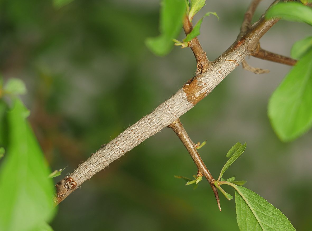 catocala-hymenaea