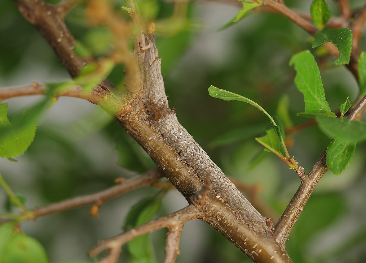 catocala-hymenaea