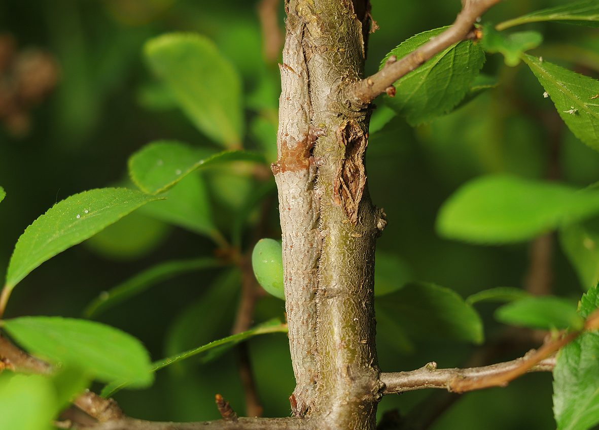 catocala-hymenaea