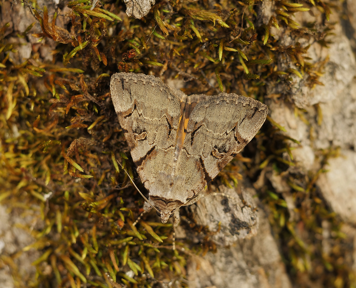 catocala-hymenaea