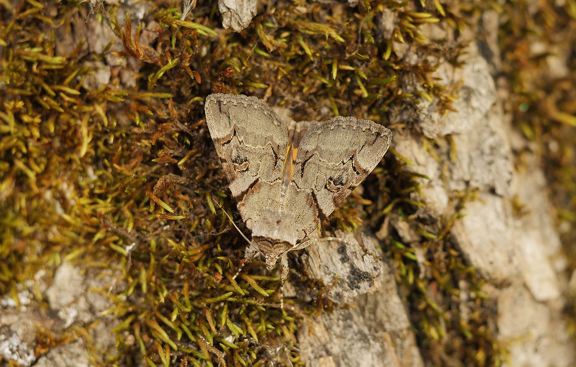 catocala-hymenaea