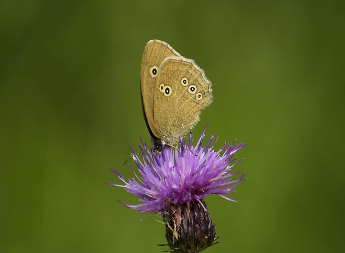 aphantopus-hyperantus