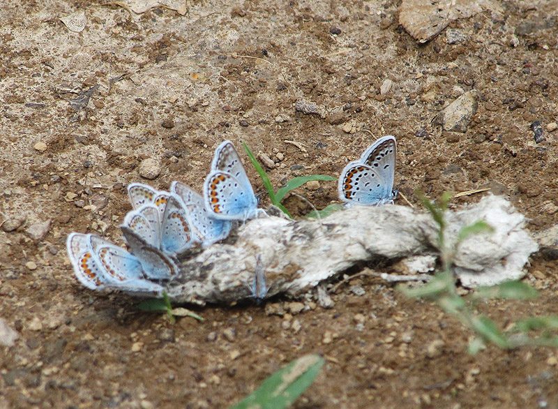 plebejus-idas