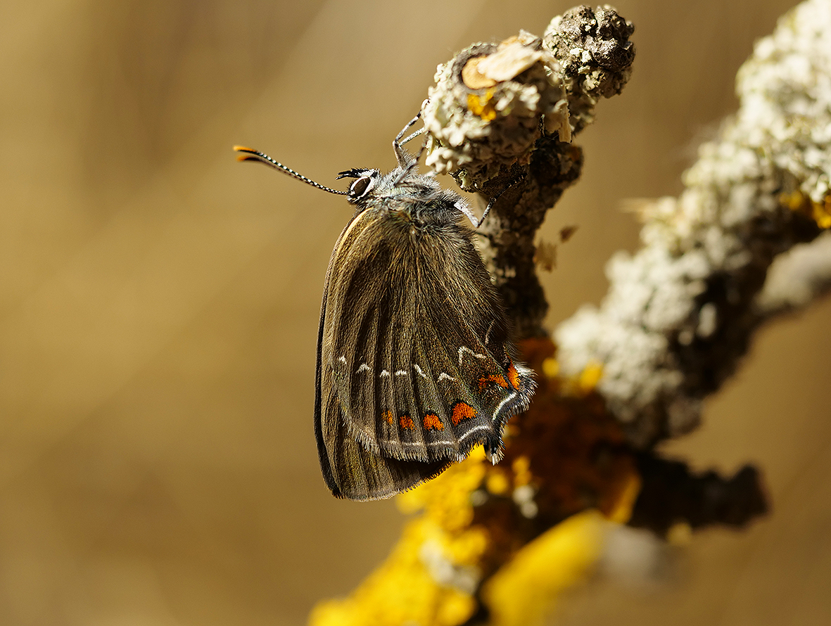 satyrium-ilicis